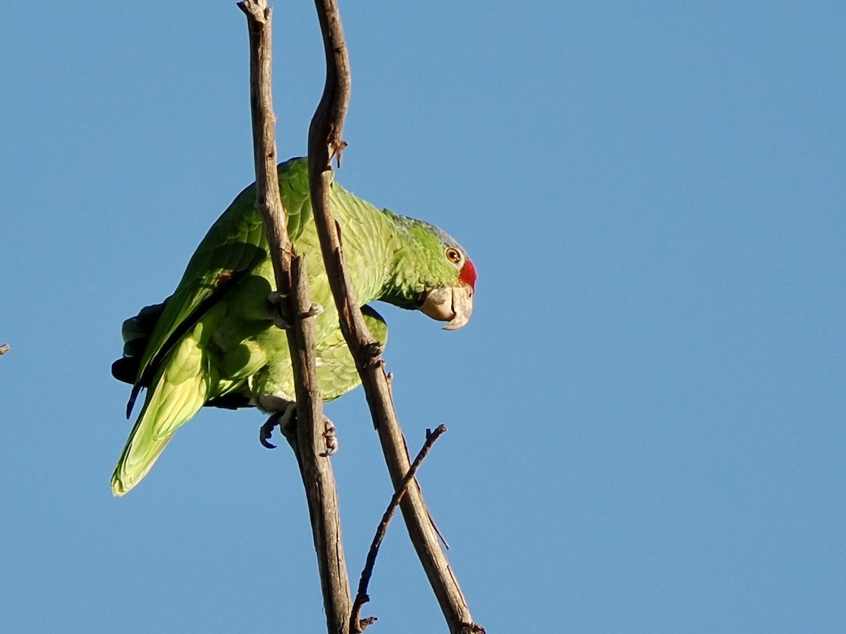メキシコアカボウシインコ - ML641769637