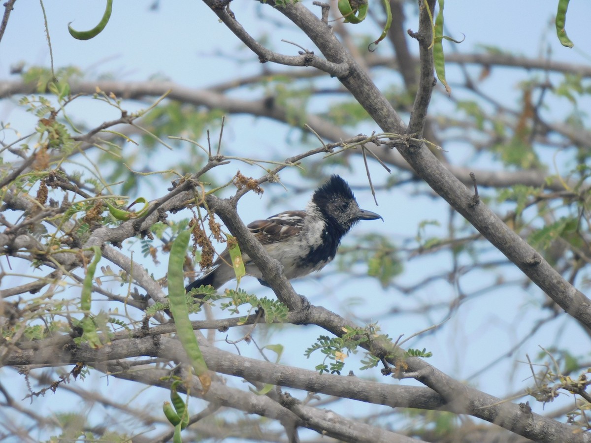 Collared Antshrike - ML641769644