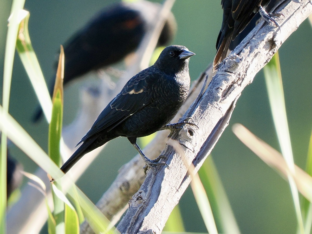 Tricolored Blackbird - ML641769675