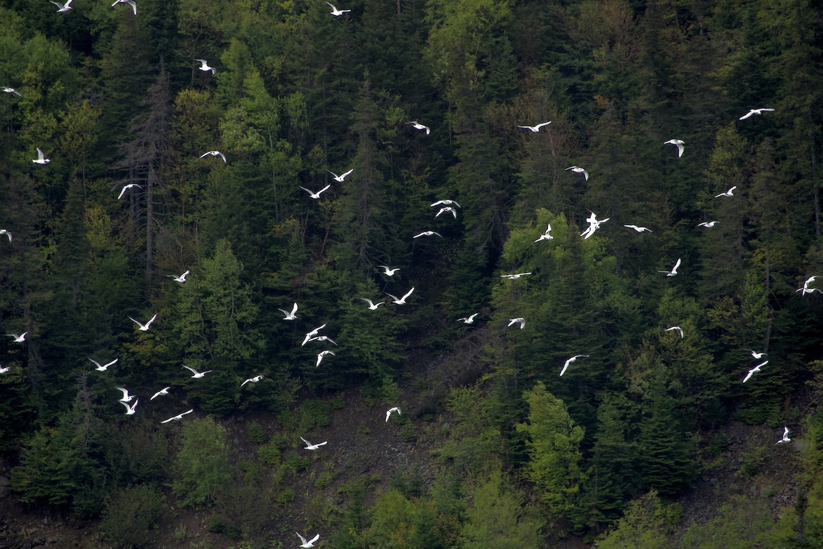 Black-legged Kittiwake - ML641769694