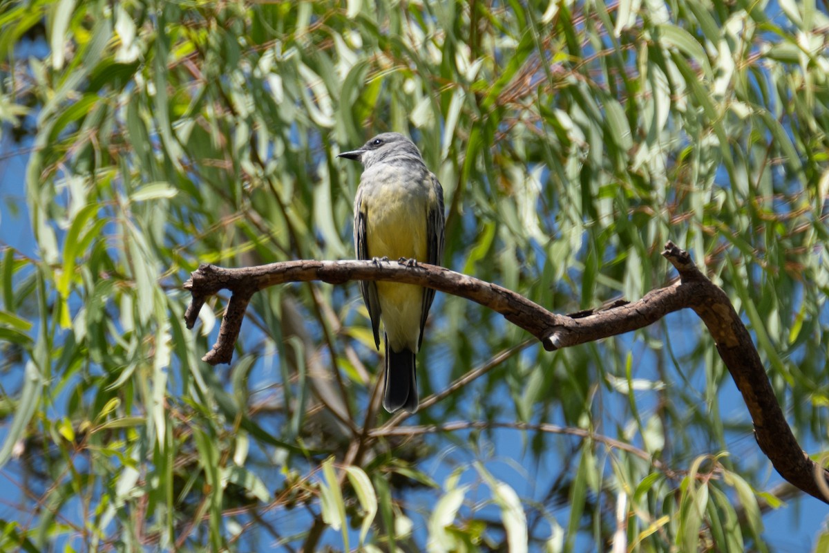 Cassin's Kingbird - ML641769708