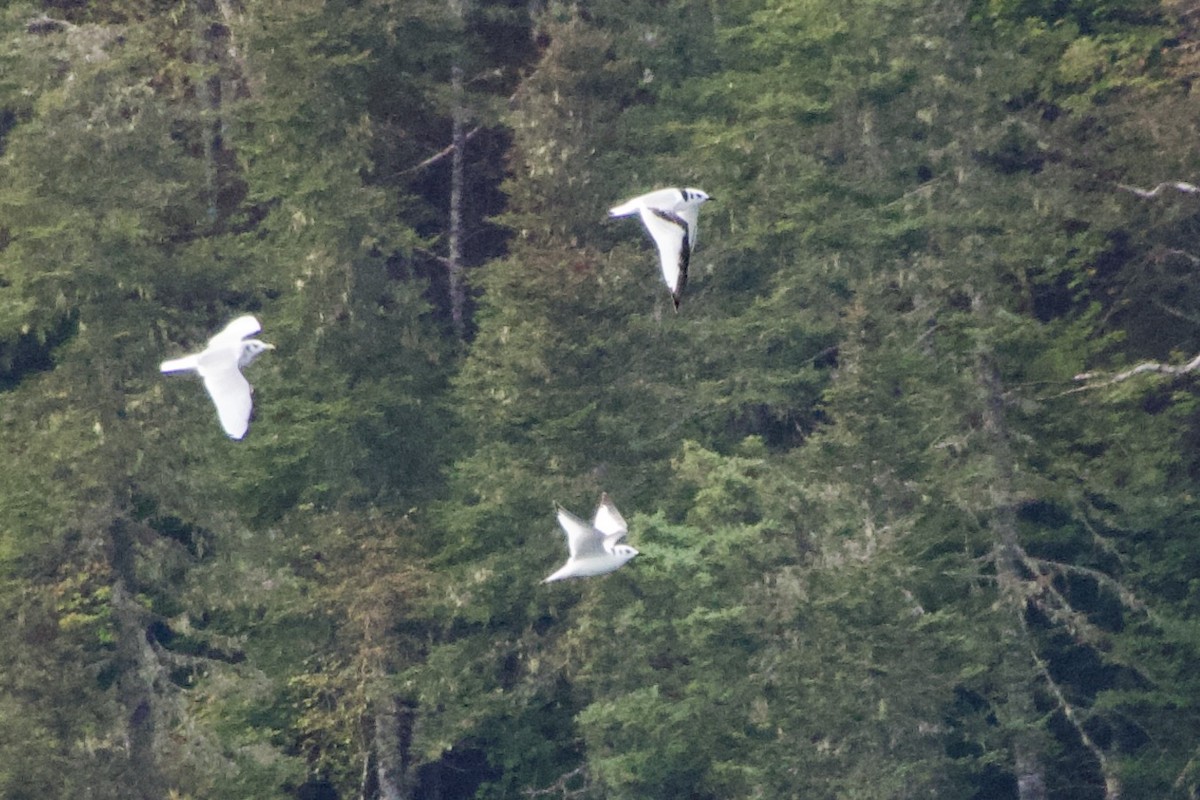 Black-legged Kittiwake - ML641769748