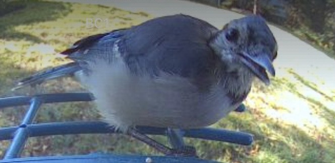 Blue Jay - ML641769774