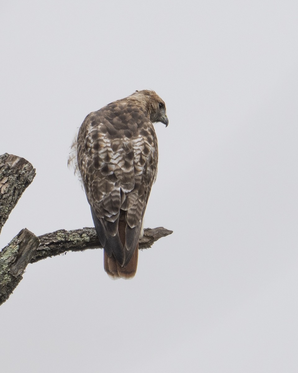 Red-tailed Hawk - ML641769804
