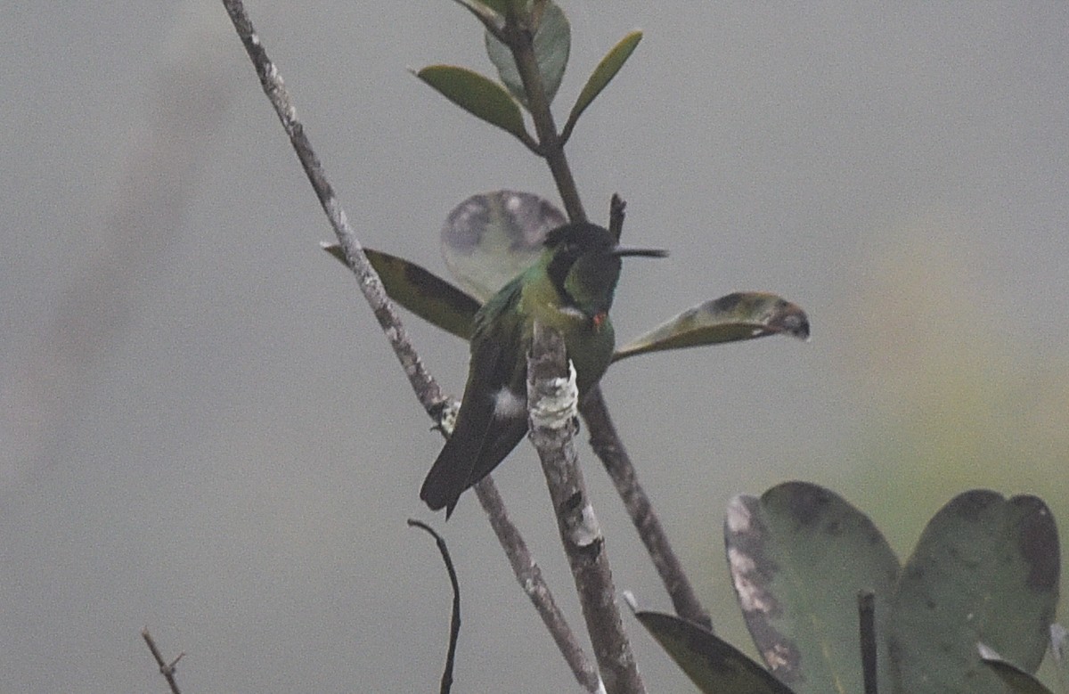 Hooded Visorbearer - ML641769834