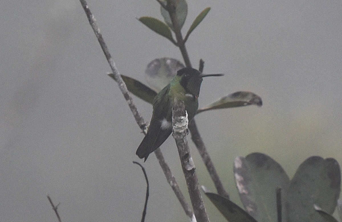 Hooded Visorbearer - ML641769835