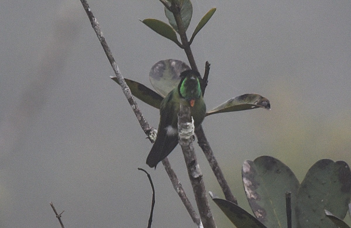 Hooded Visorbearer - ML641769836