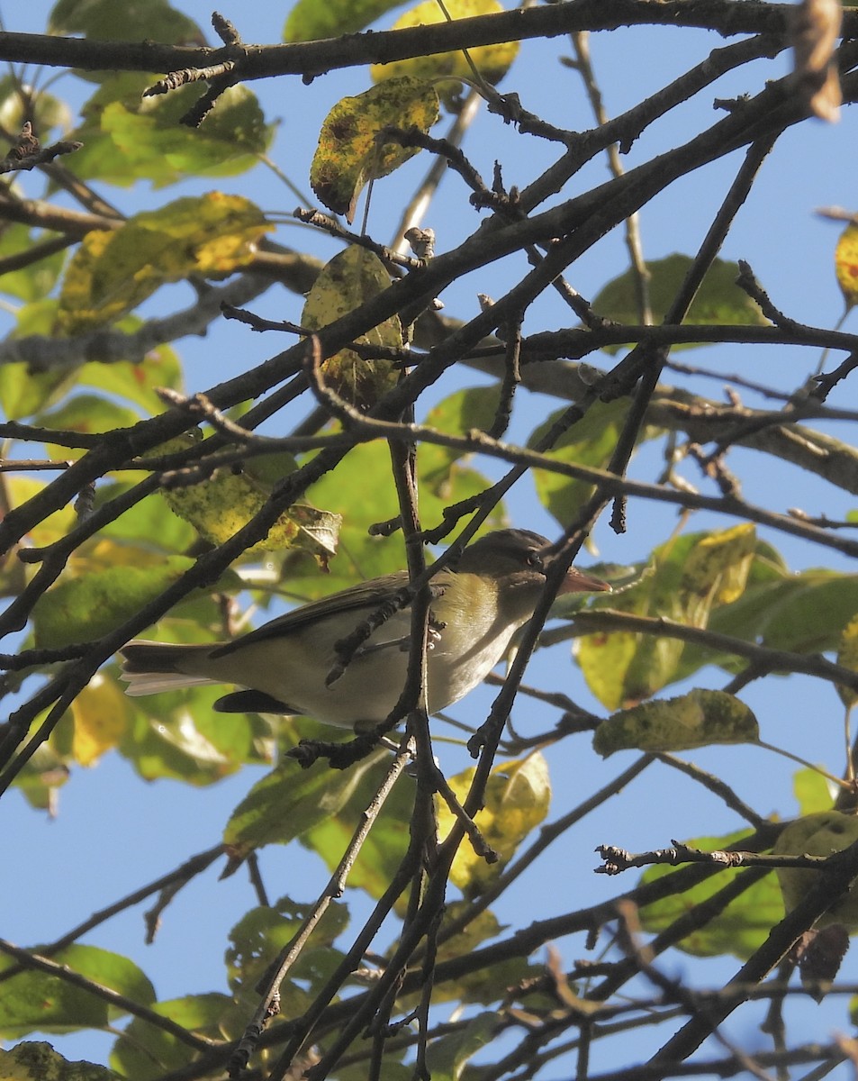 Red-eyed Vireo - ML641769899