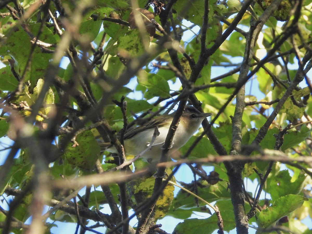 Red-eyed Vireo - ML641769900