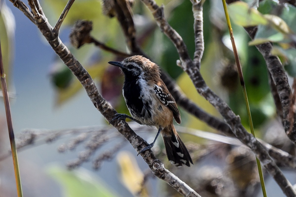 Rusty-backed Antwren - ML641769904