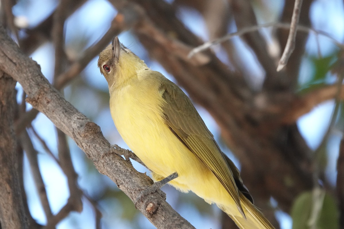 Yellow-bellied Greenbul - ML641769906
