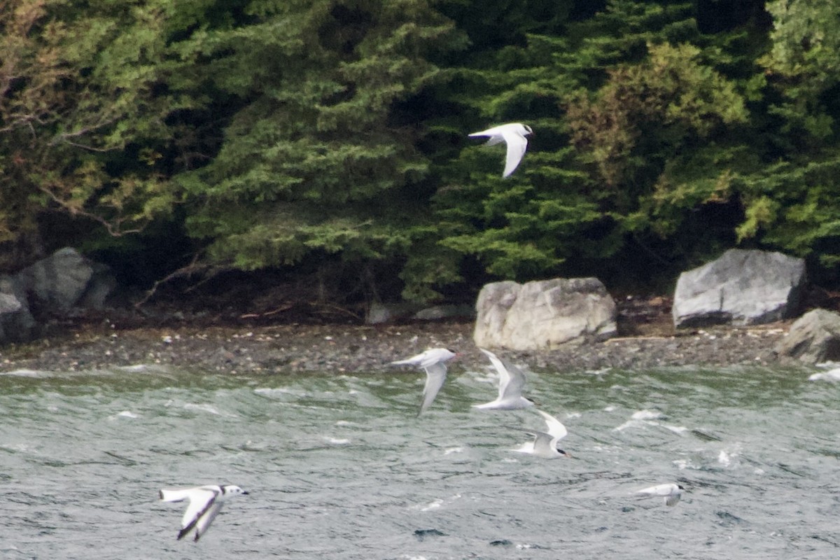 Common Tern - ML641769920