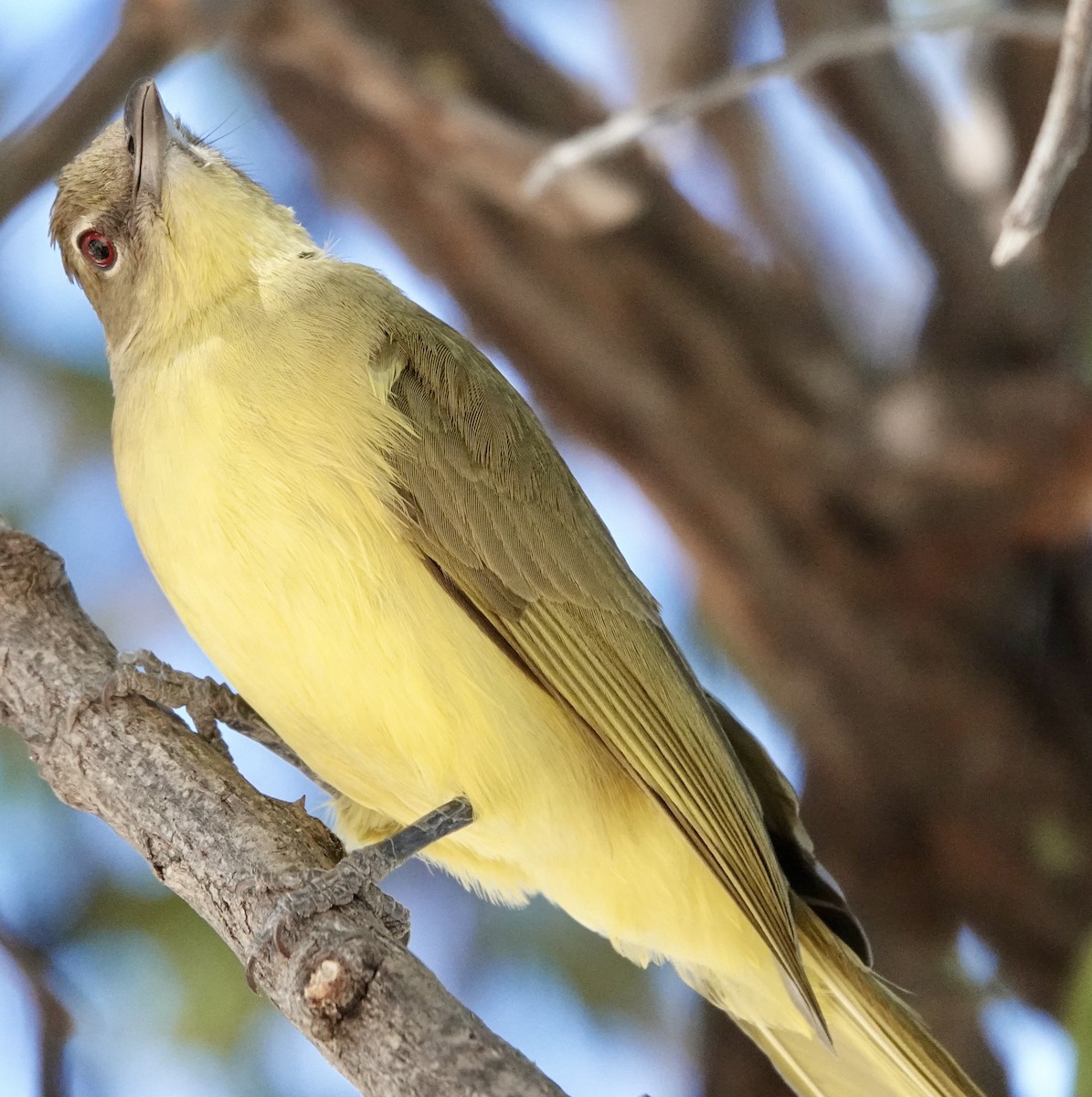 Yellow-bellied Greenbul - ML641769923