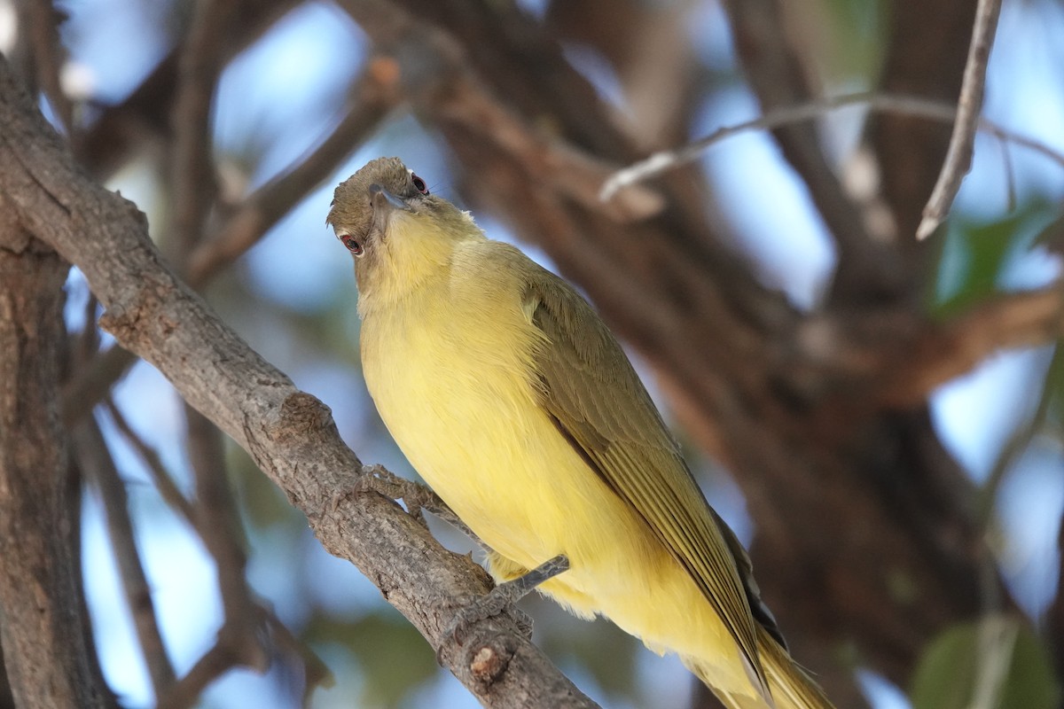 Yellow-bellied Greenbul - ML641769945