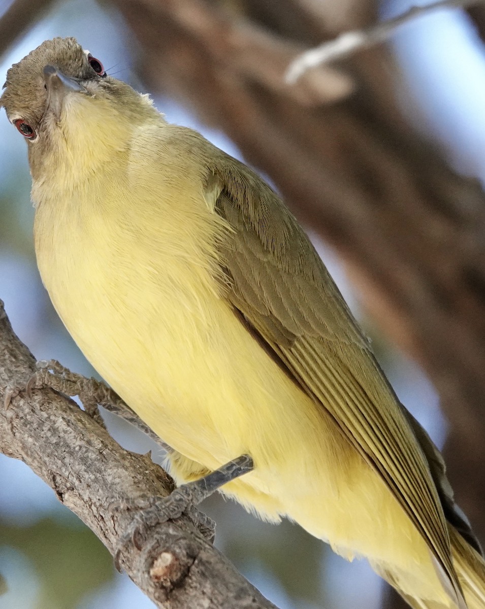 Yellow-bellied Greenbul - ML641769957