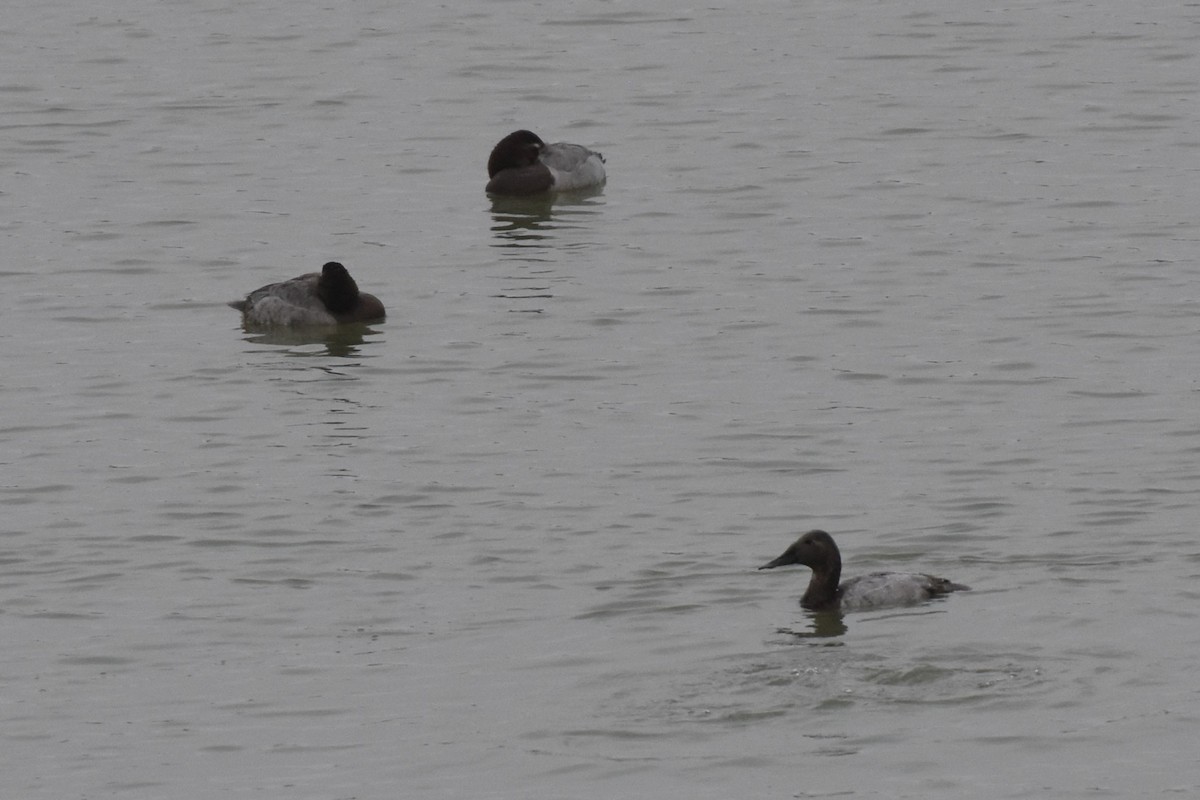 Canvasback - ML641769958