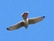 Red-tailed Hawk - ML641769959