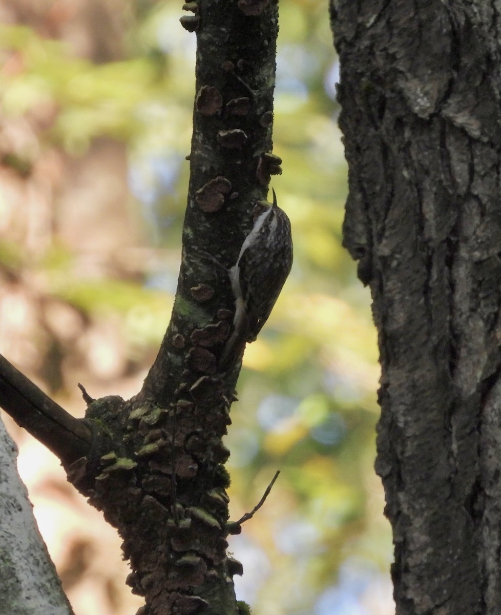 Brown Creeper - ML641769960