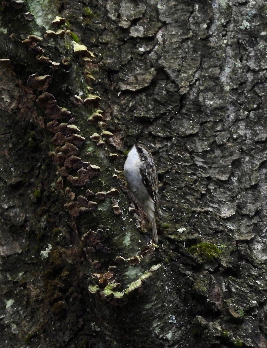 Brown Creeper - ML641769961