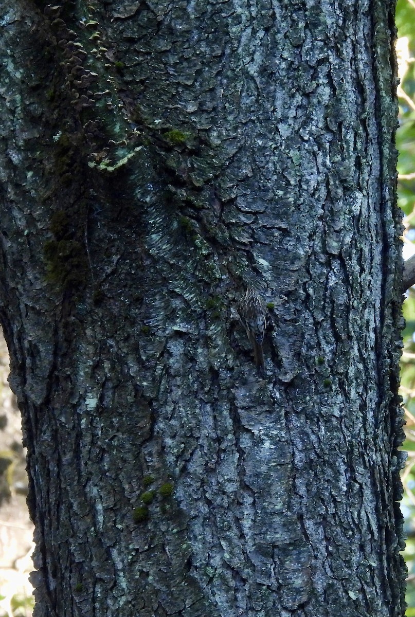 Brown Creeper - ML641769963