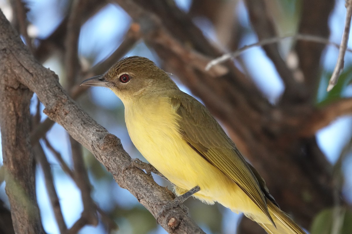 Yellow-bellied Greenbul - ML641769965