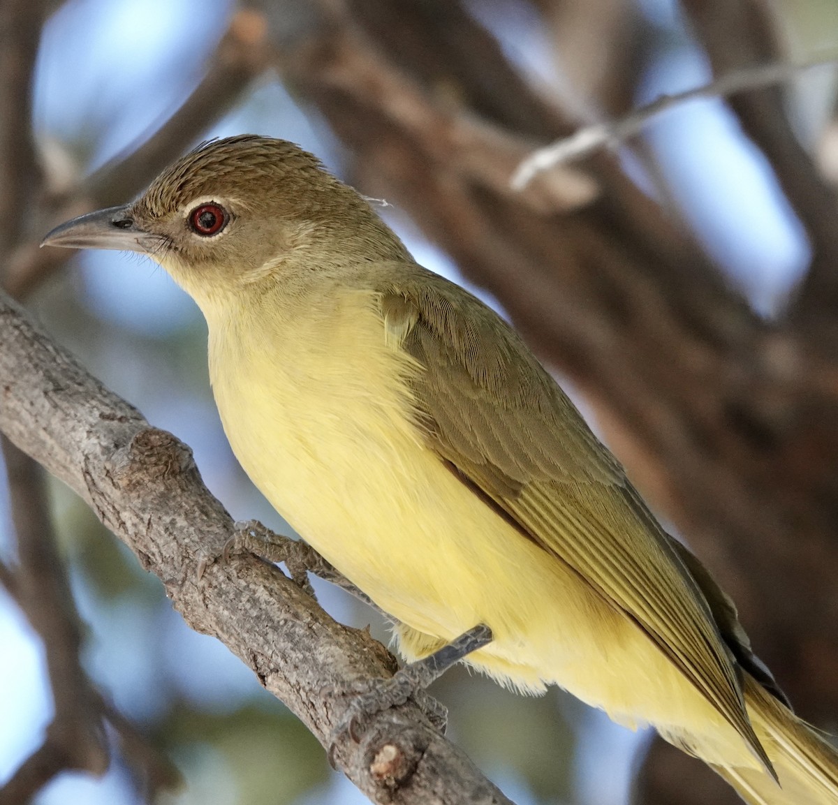 Yellow-bellied Greenbul - ML641769968