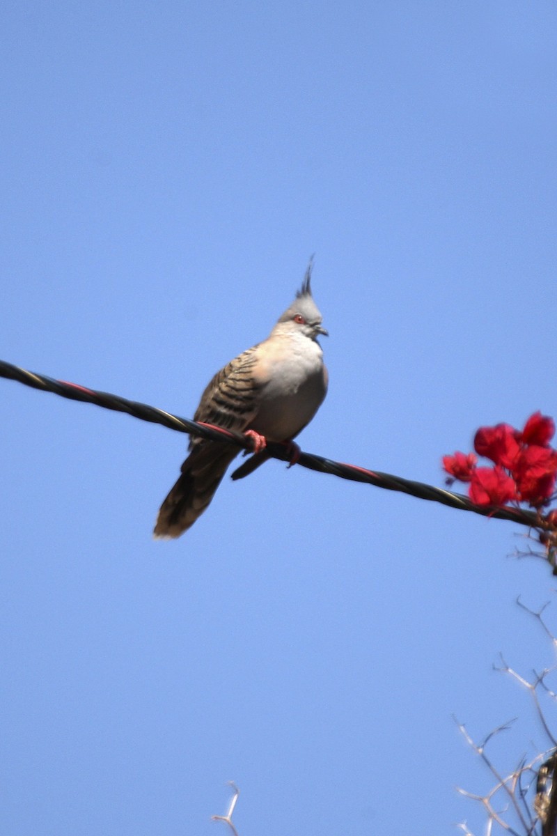Crested Pigeon - ML641769987