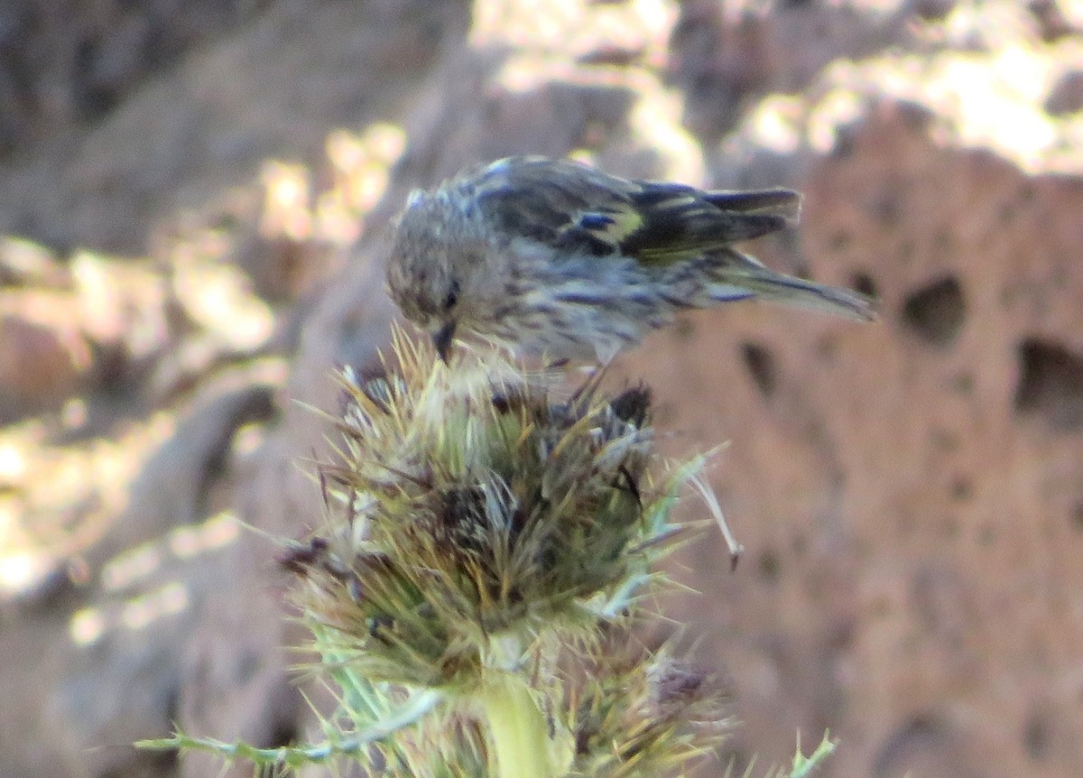 Pine Siskin - ML641770006