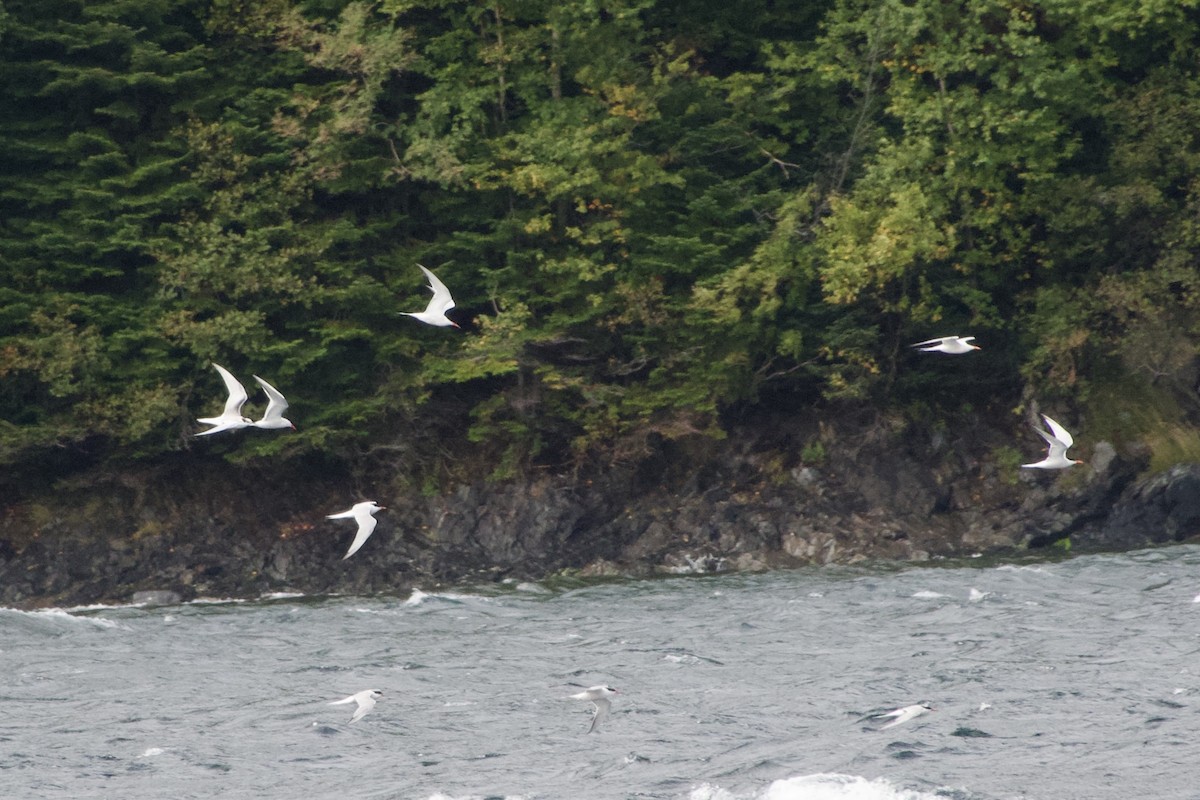 Common Tern - ML641770033