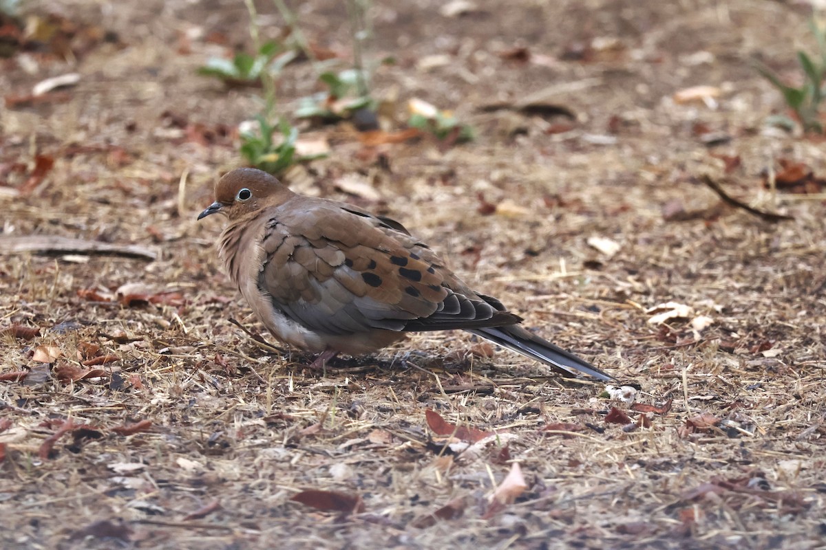 Mourning Dove - ML641770035
