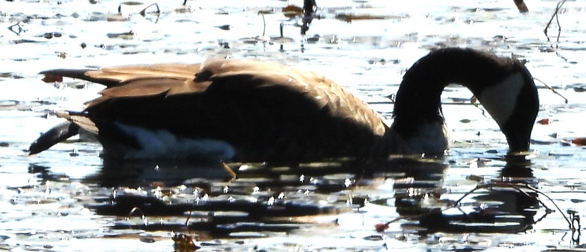 eBird Checklist - 12 Sep 2025 - Pickering Ponds, Rochester - 32 species