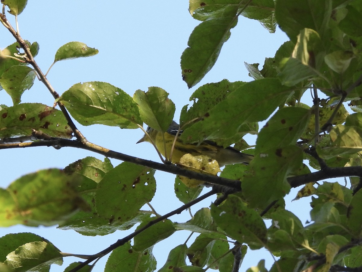 Magnolia Warbler - ML641770067