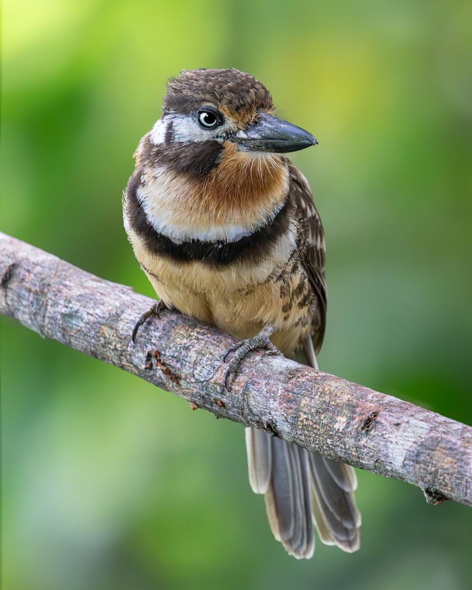 Russet-throated Puffbird - ML641770084