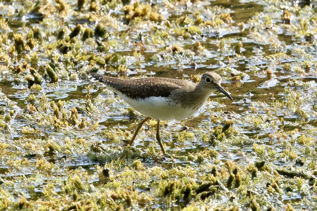 Solitary Sandpiper - ML641770109