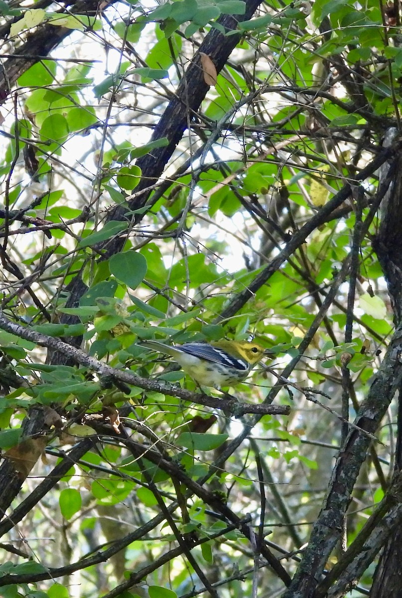 Black-throated Green Warbler - ML641770143