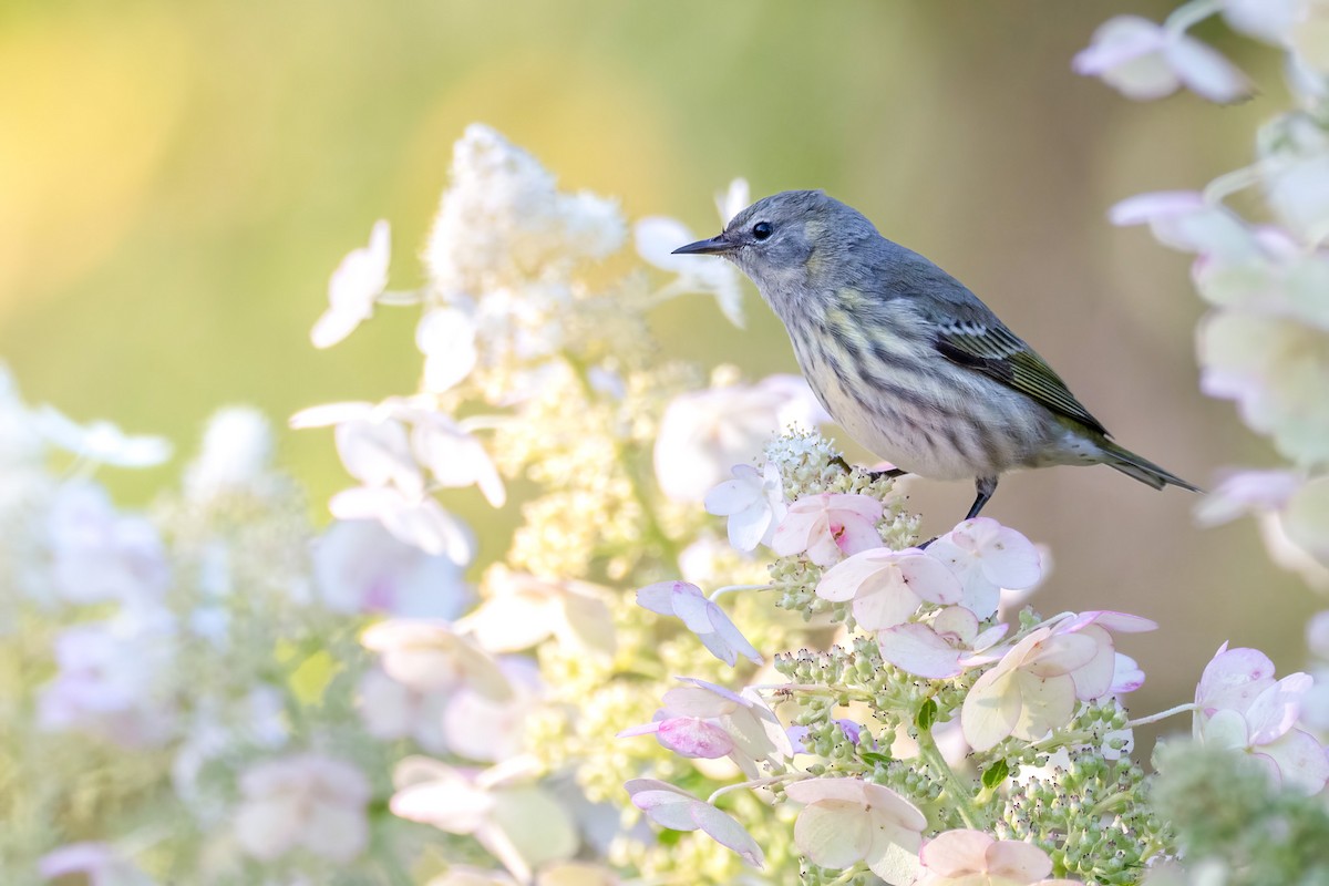 Cape May Warbler - ML641770168
