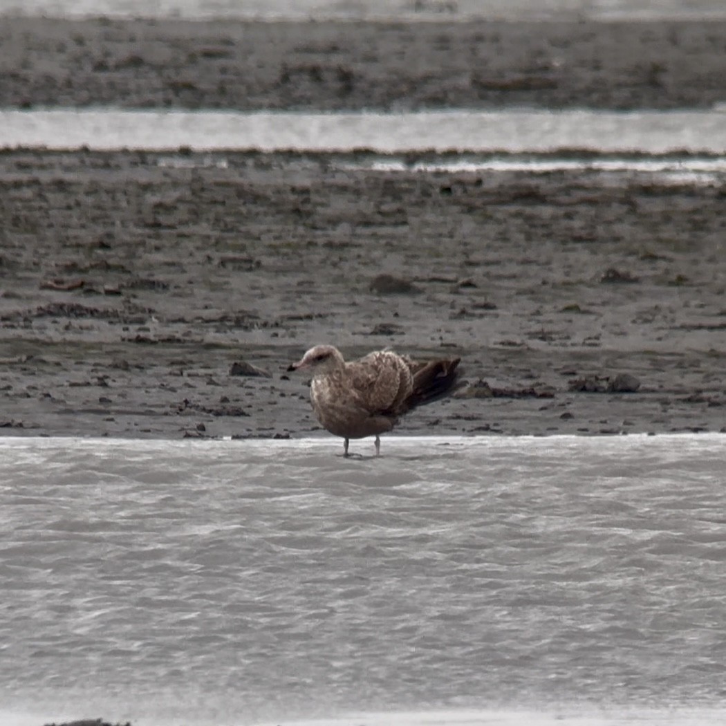 California Gull - ML641770171