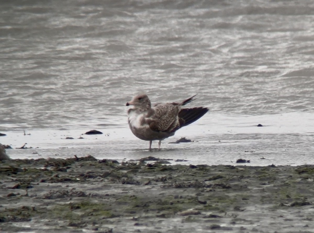 California Gull - ML641770173
