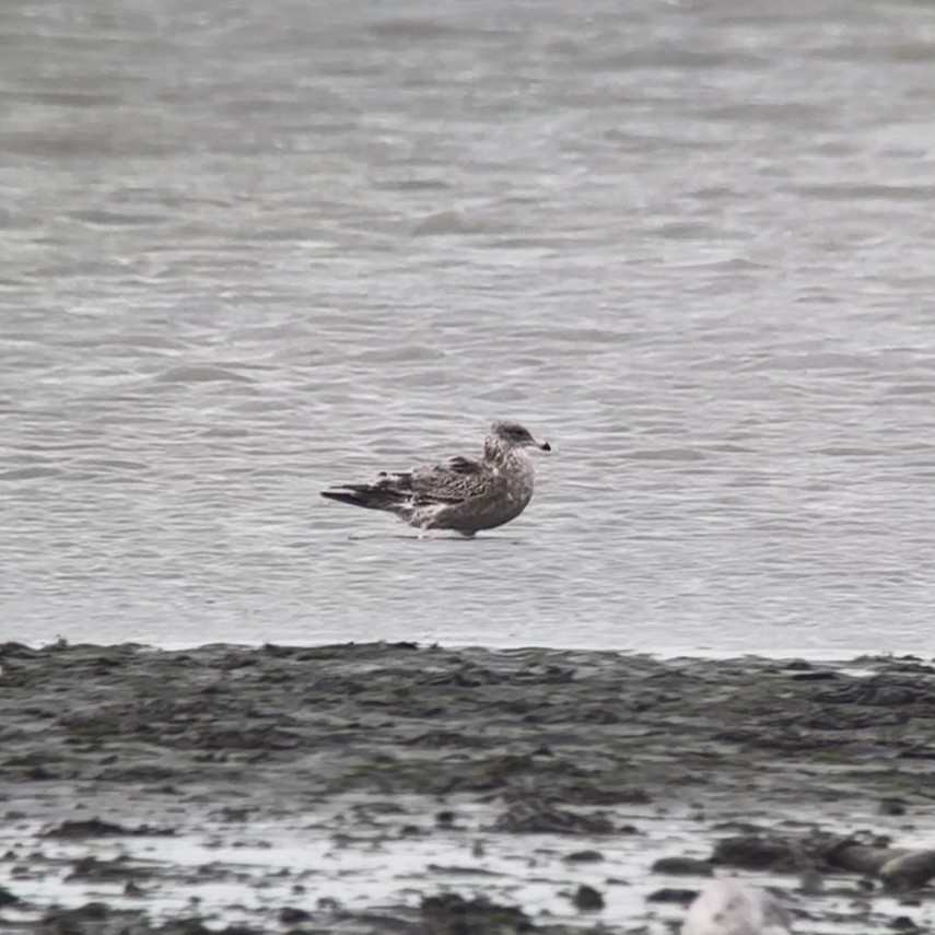 California Gull - ML641770174