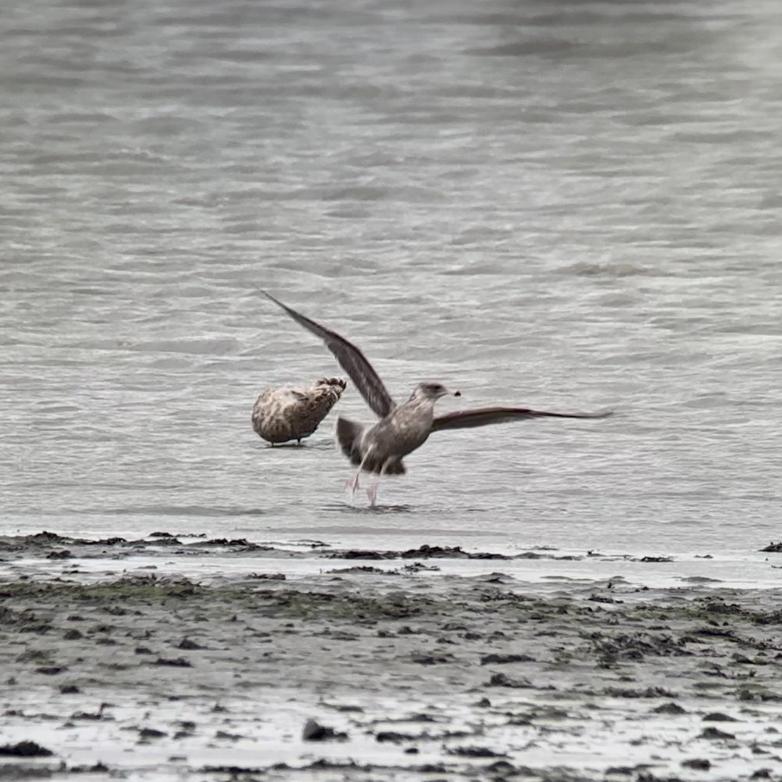 California Gull - ML641770175