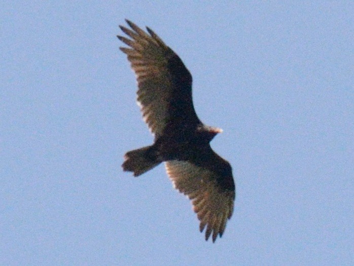 Turkey Vulture - ML641770200