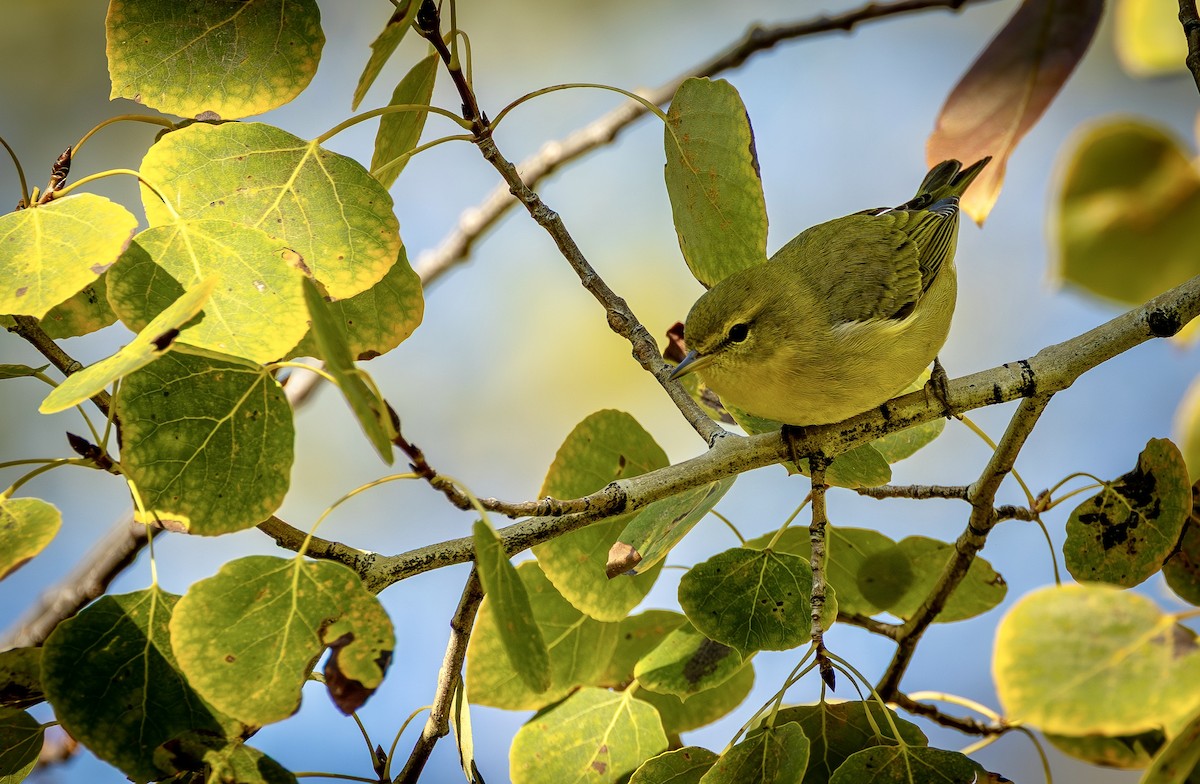 Tennessee Warbler - ML641770239
