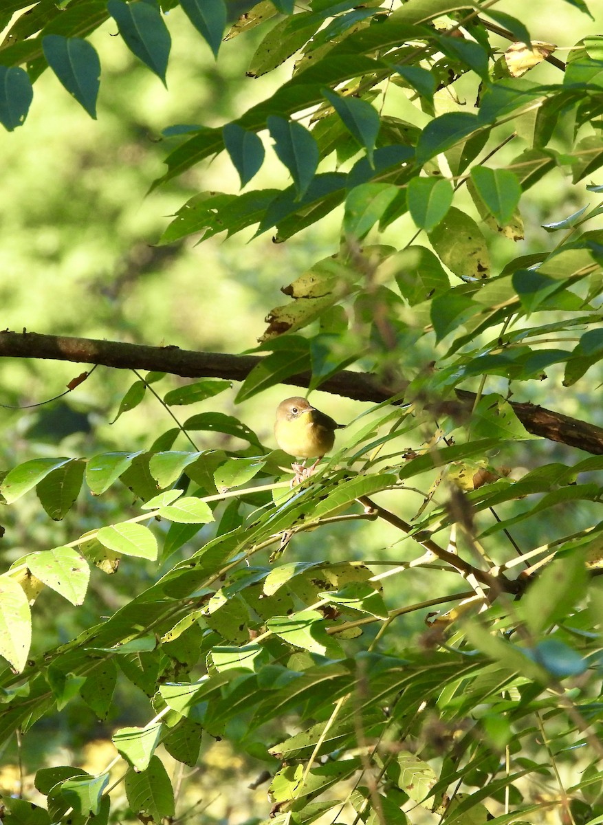 Common Yellowthroat - ML641770254