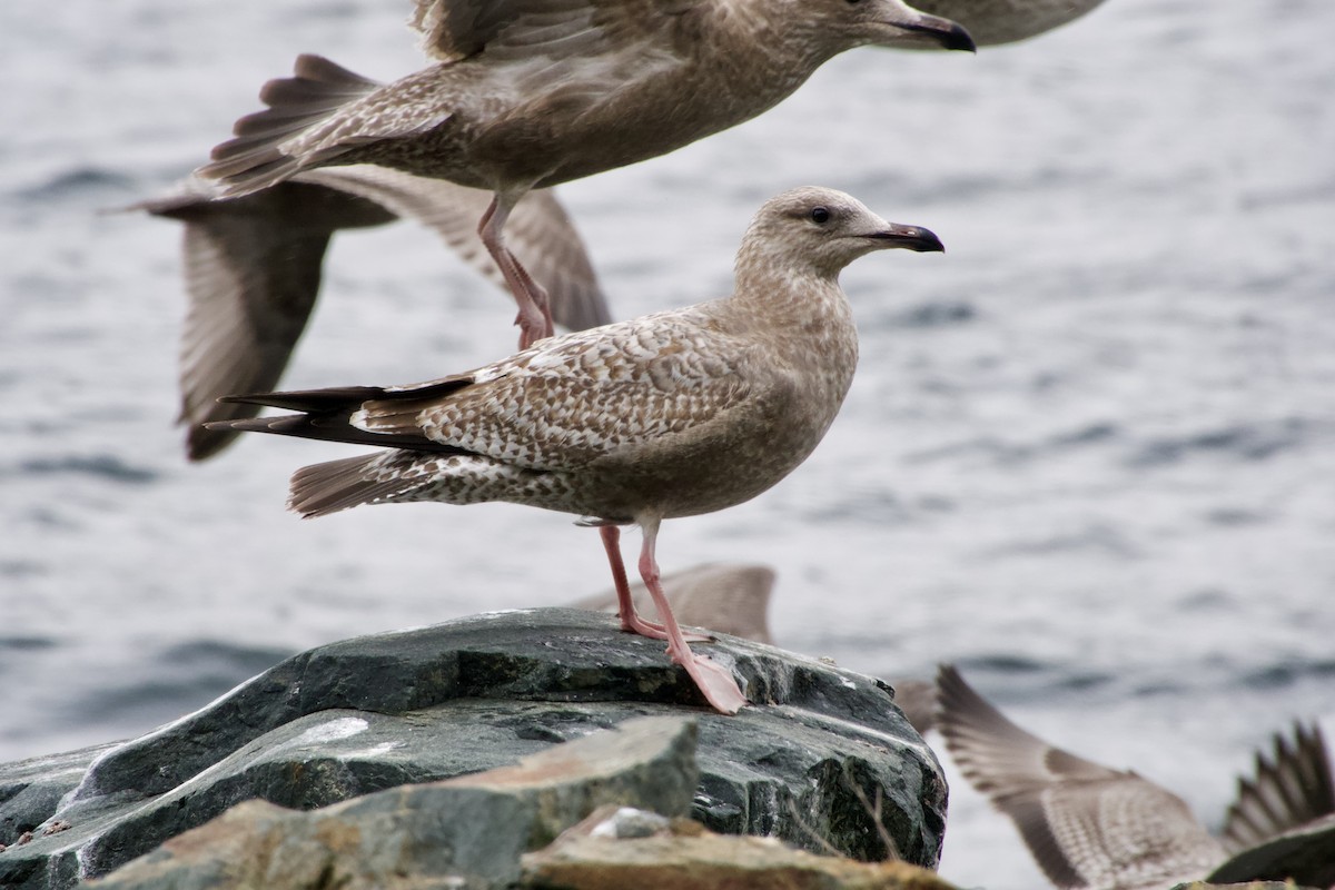 American Herring Gull - ML641770275