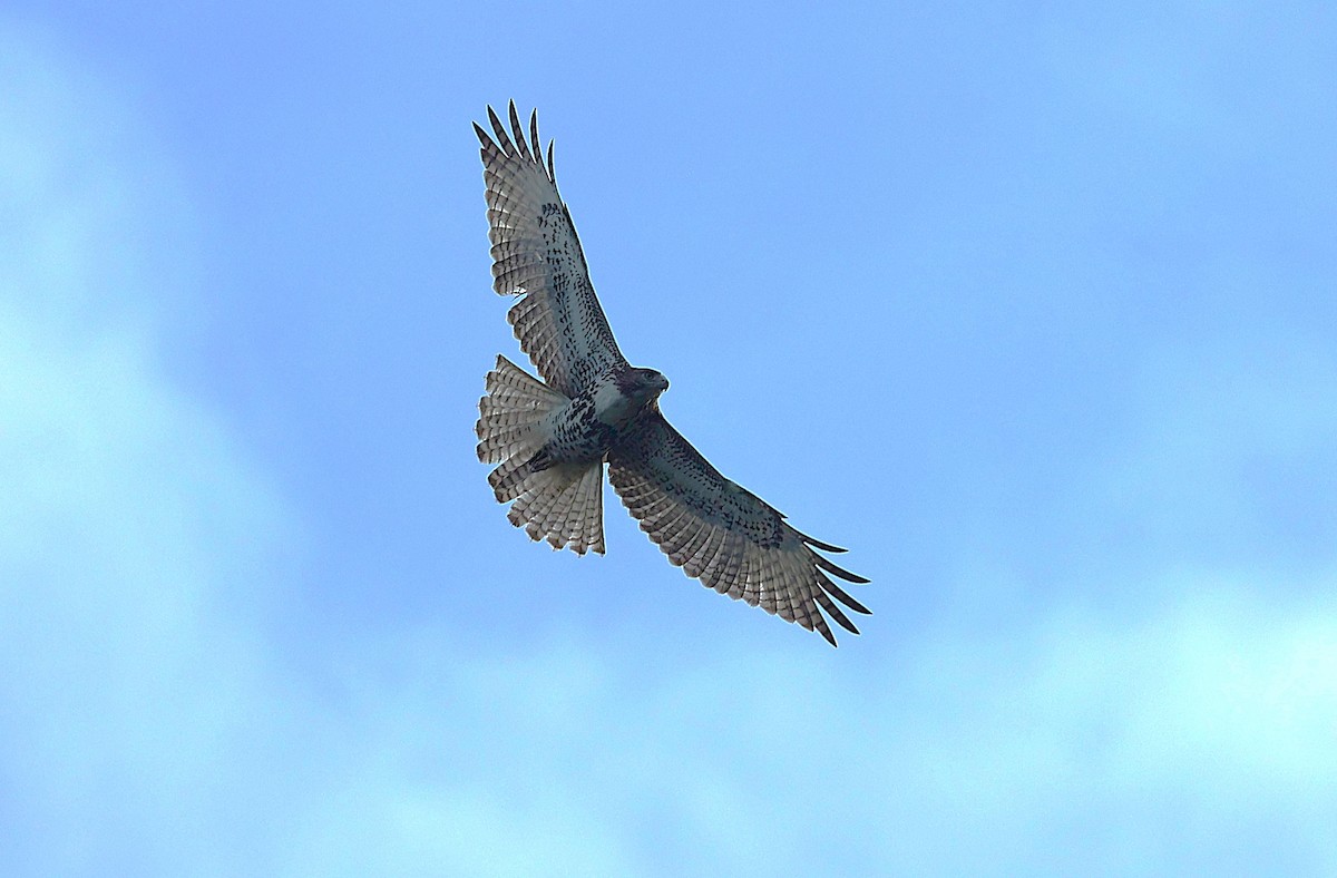Red-tailed Hawk - ML641770279