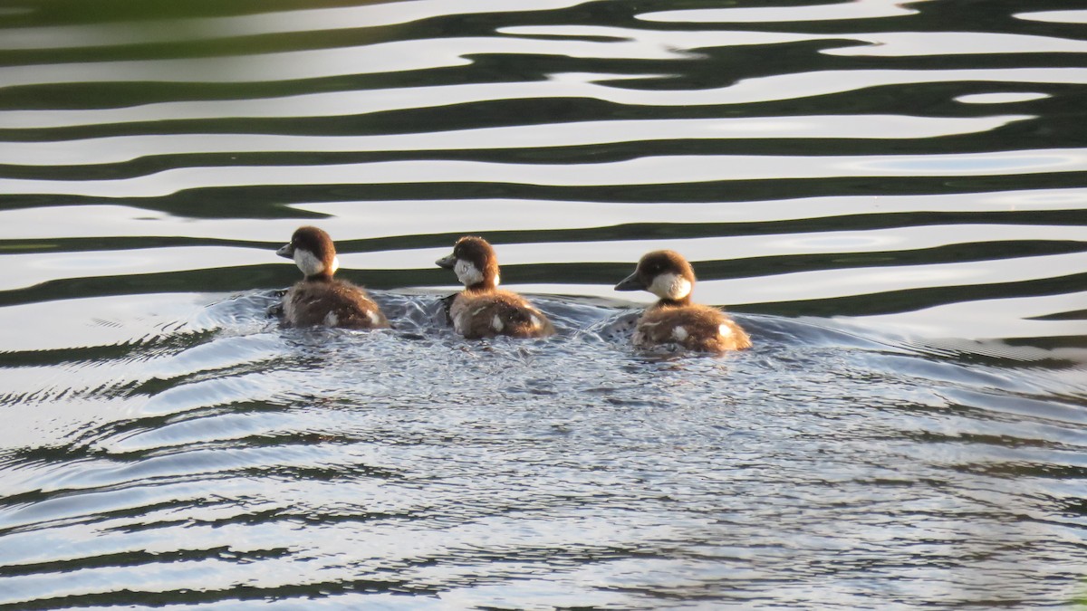 Common Goldeneye - Dan J. MacNeal