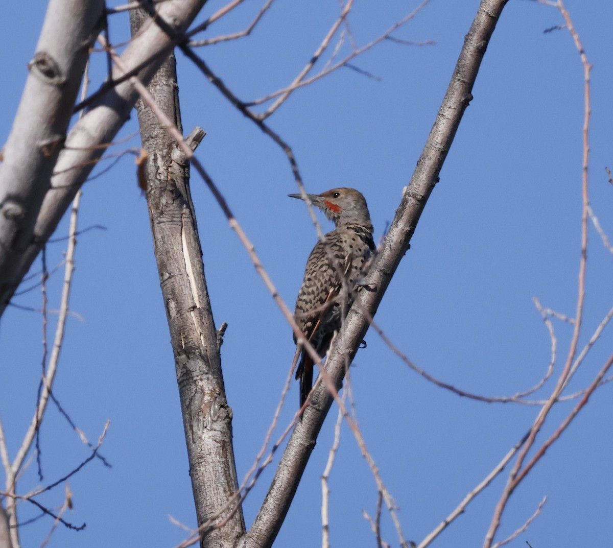 Northern Flicker - ML641770347