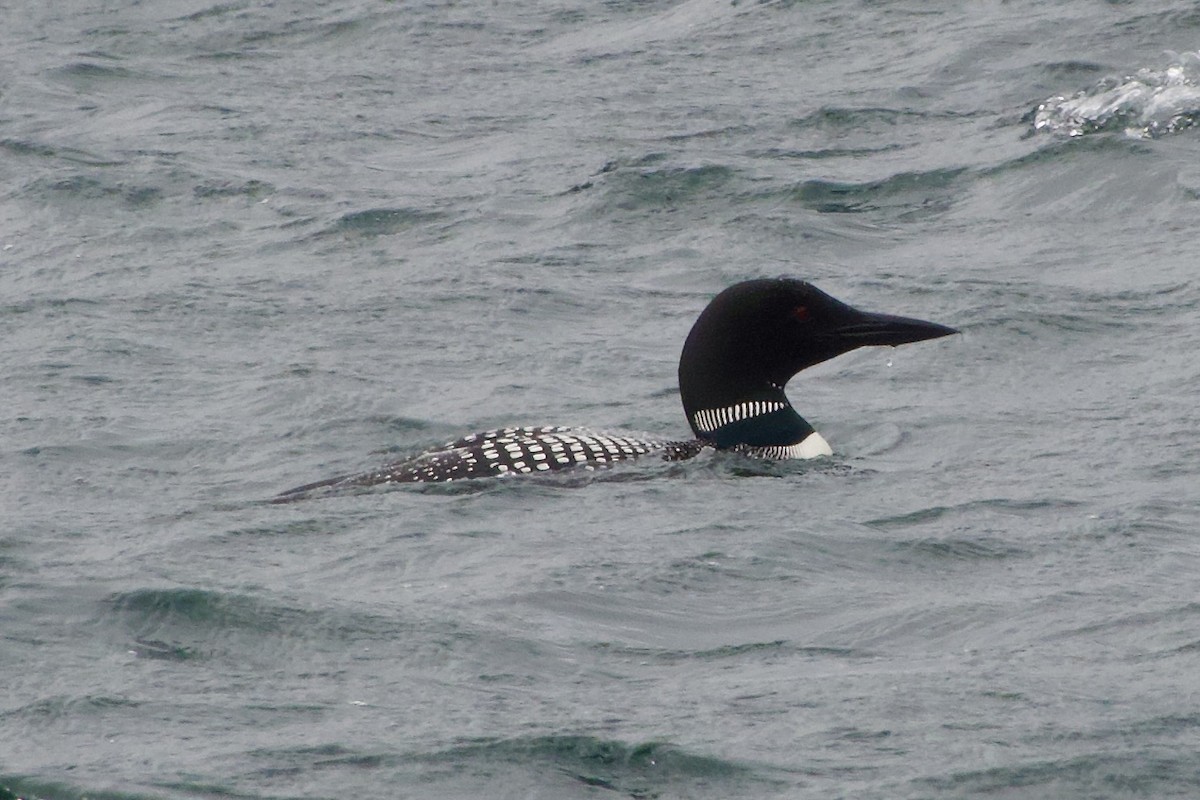 Common Loon - ML641770380