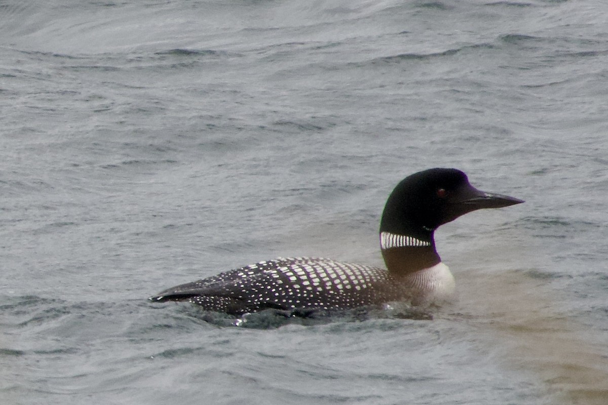 Common Loon - ML641770381