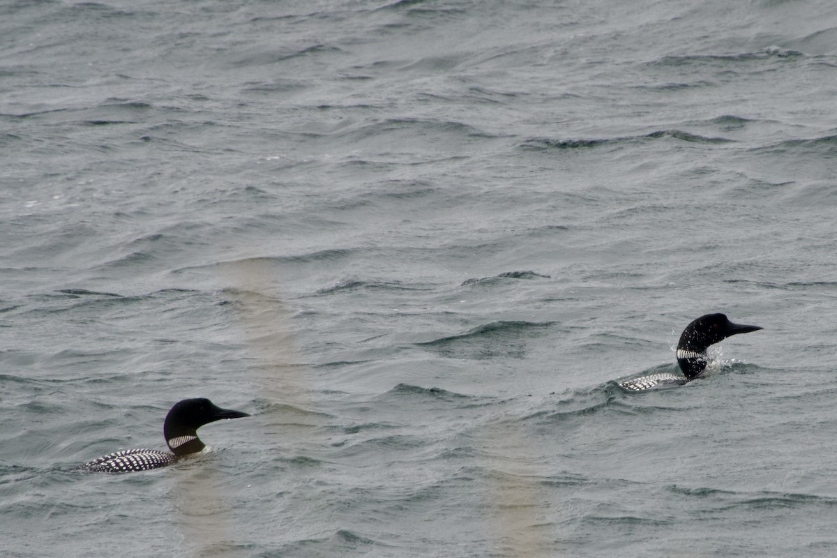 Common Loon - ML641770382